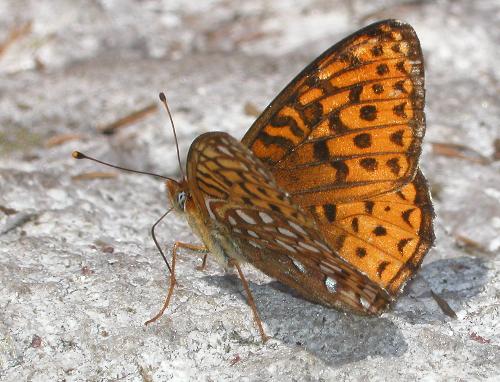 Fritillary butterfly