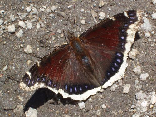 Mourning Cloak