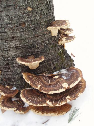 Late Fall Polypore