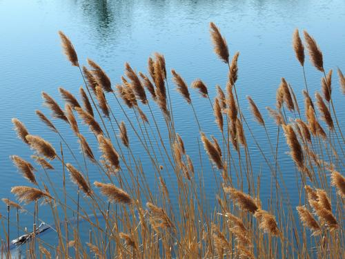 seed pods at Fells Reservoir near Spot Pond inside Middlesex Fells Reservation in eastern Massachusetts