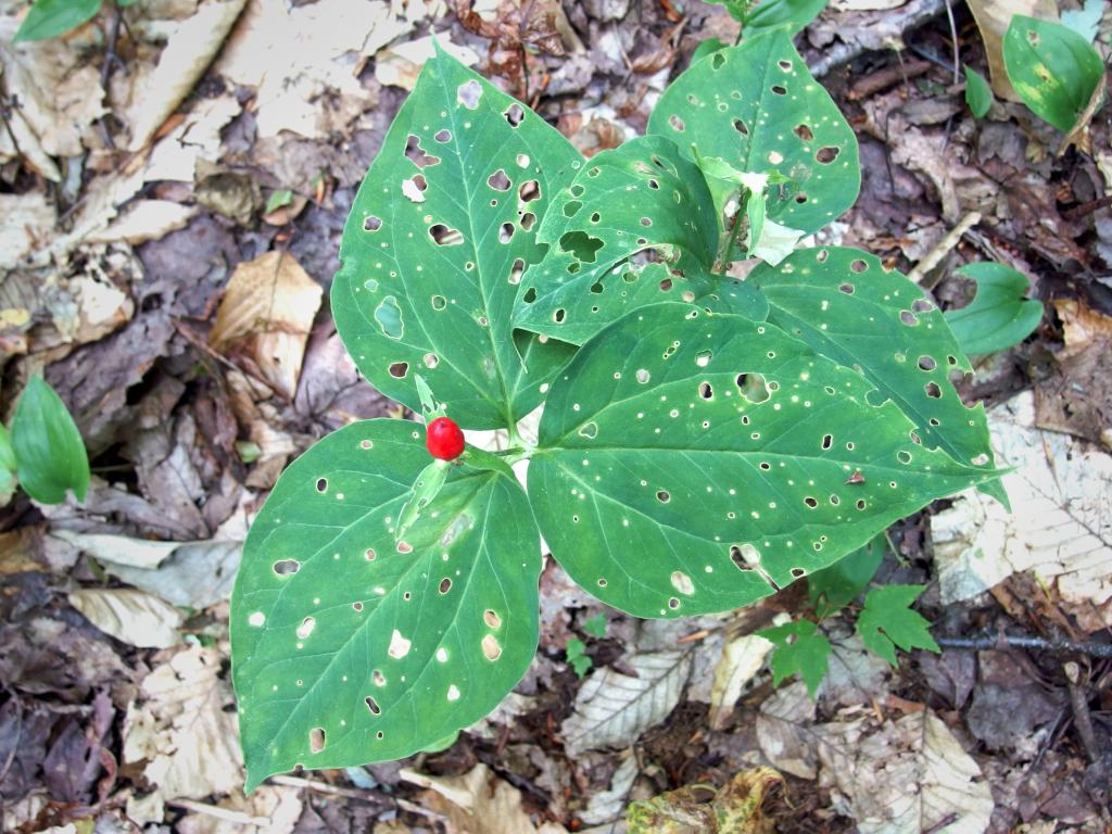 artistically-nibbled Painted Trillium (Trillium undulatum) in August on Springfield Mountain East Peak in southern New Hampshire