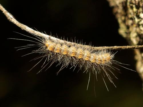 Fall Webworm (Hyphantria cunea) in August at Springfield Mountain East Peak in southern New Hampshire