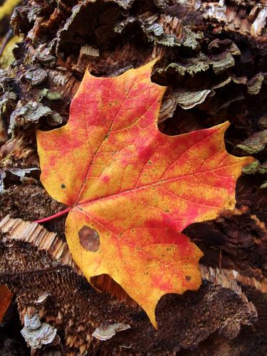 red autumn leaf on a mushroomy log alongside the trail to Spruce Mountain in Vermont