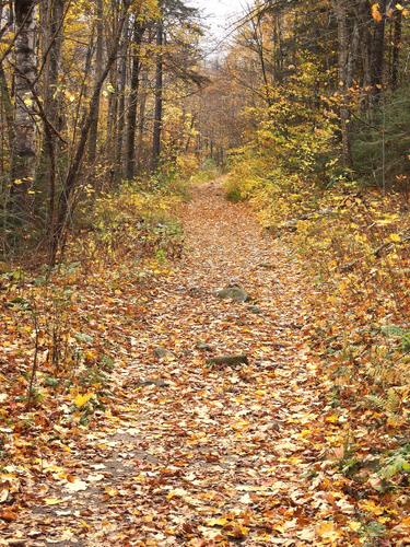 hiking trail to Spruce Mountain near Montpelier in Vermont