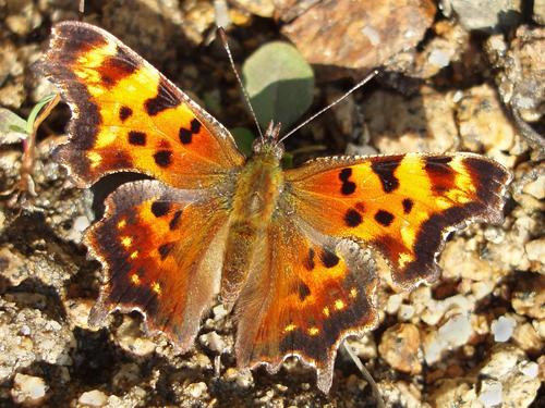 Eastern Comma (Polygonia comma) in September on the lumber road to East Spruce Mountain in northern New Hampshire