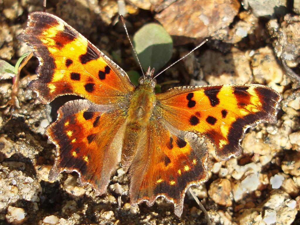 Eastern Comma (Polygonia comma) in September on the lumber road to East Spruce Mountain in northern New Hampshire