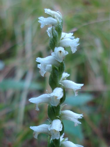 Nodding Ladies Tresses (Spiranthes cernua)