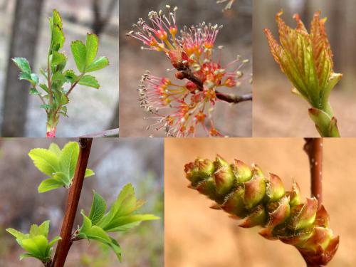 plants in April at Squannacook River WMA in northeast Massachusetts