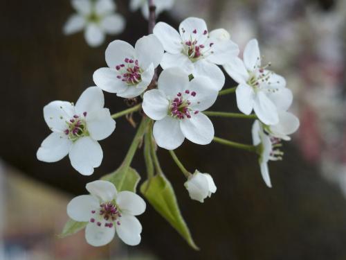 flowers in April at Squannacook Rail Trail South in northeast Massachusetts