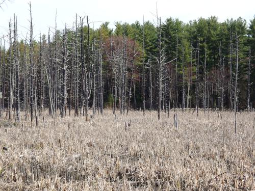 swamp in April beside the Squannacook Rail Trail South in northeast Massachusetts