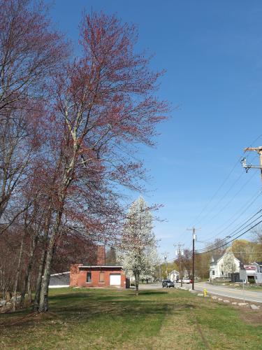 tree in April at Squannacook Rail Trail South in northeast Massachusetts