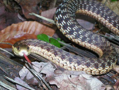 Garter Snake