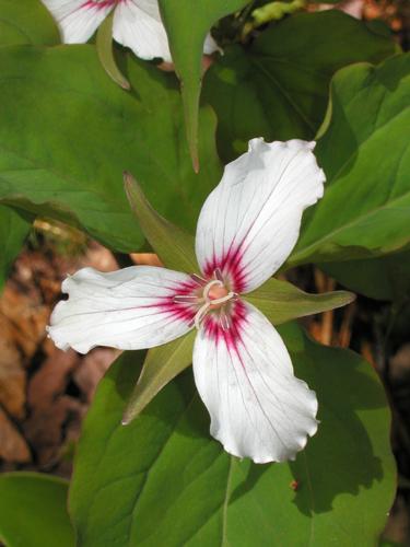 Painted Trillium (Trillium undulatum) in May on the trail to Square Ledge in New Hampshire