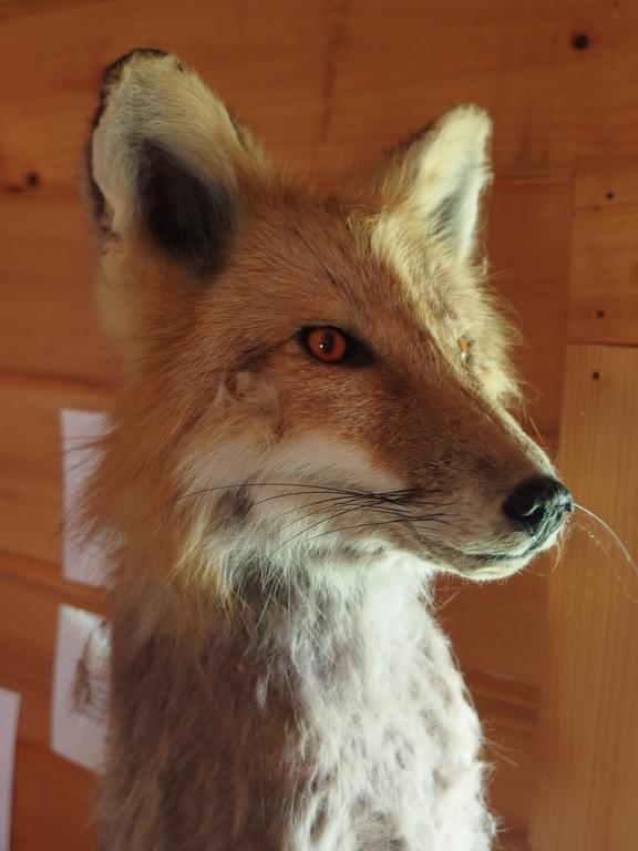 Stuffed fox with description inside the Kent Thomas Nature Center at Mad River Glen Ski Area at Stark Mountain in northern Vermont