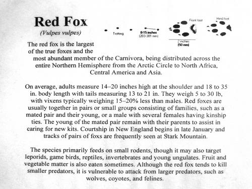 Stuffed fox with description inside the Kent Thomas Nature Center at Mad River Glen Ski Area at Stark Mountain in northern Vermont