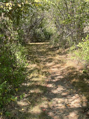 trail in August at Stavros Reservation near Essex in northeast Massachusetts