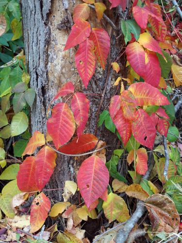 colorful poison ivy along the trail to Osgood Hill at North Andover in Massachusetts