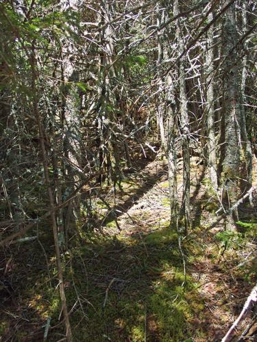 bushwhack woods on the way to Mount Stickney in the White Mountains of New Hampshire