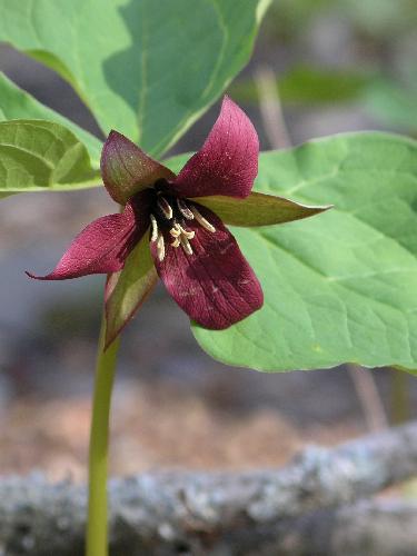 Red Trillium (Trillium erectum) in May on Stinson Mountain in New Hampshire