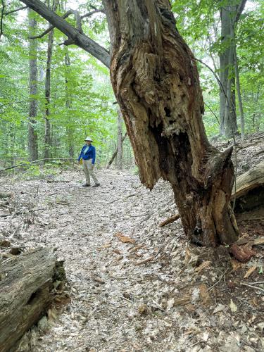 trail in September at Stonedam Island on Lake Winnipesaukee in NH