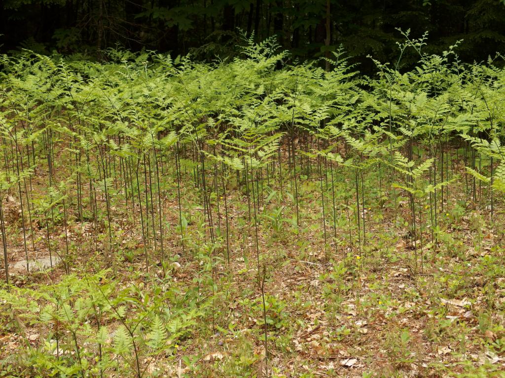 a fern patch in June that looks like a mini forest at Stonehouse Forest in southeastern New Hampshire