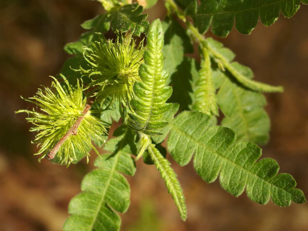 Sweet Fern (Comptonia peregrina) in fruit in June at Stonehouse Forest in southeastern New Hampshire