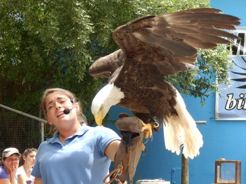 bald eagle at the live bird show at Stone Zoo in Massachusetts