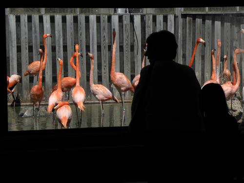 visitors at the flamingo pool at Stone Zoo in Massachusetts