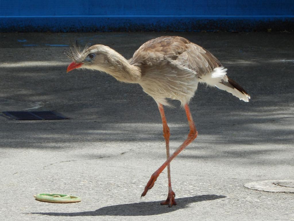 snake-eating bird at the live bird show at Stone Zoo in Massachusetts