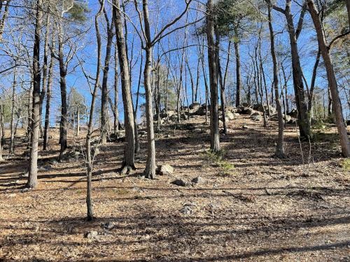 woods in January at Stony Brook Reservation in eastern Massachusetts