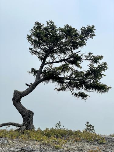 tree in May on Streaked Mountain in western Maine