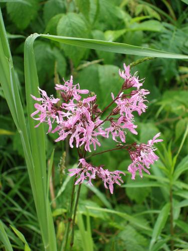 Ragged Robin flowers