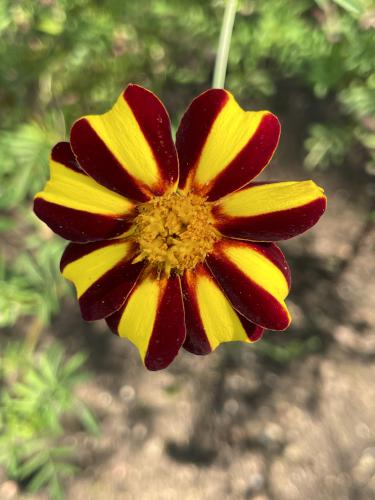 French Marigold