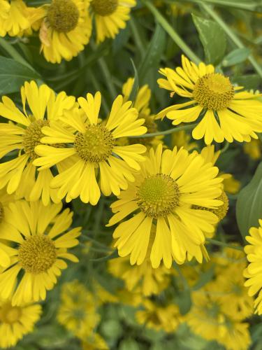 Sneezeweed (Helenium atumnale) in September at Old Sturbridge Village in Massachusetts