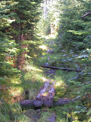 wet trail to Mount Success in New Hampshire