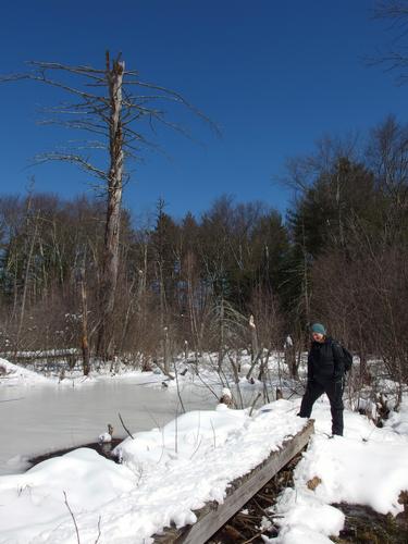 xxx at Sudbury Memorial Forest in eastern Massachusetts