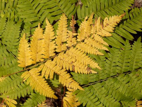 Bracken Fern (Pteridium aquilinum) at Sugar Mountain in northern New Hampshire