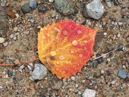 Bigtooth Aspen (Populus grandidentata) leaf at Sugar Mountain in northern New Hampshire