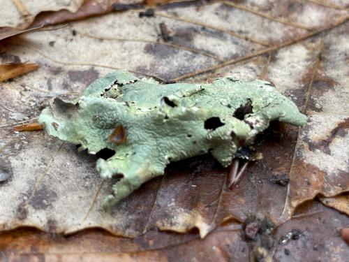 lichen in April at Sugar Hill in western NH