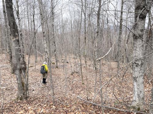 bushwhacking in April at Sugar Hill in western NH