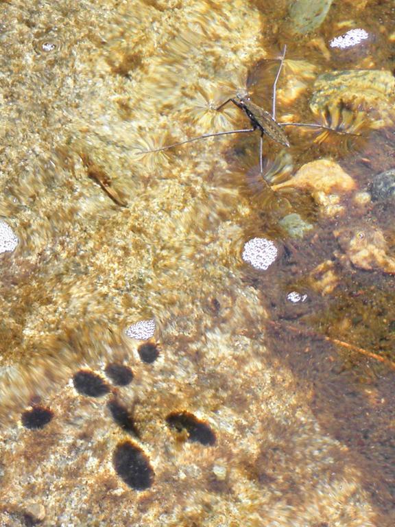 Common Water Strider (Gerris remigis) in August on the Zealand River near Middle Sugarloaf Mountain in New Hampshire