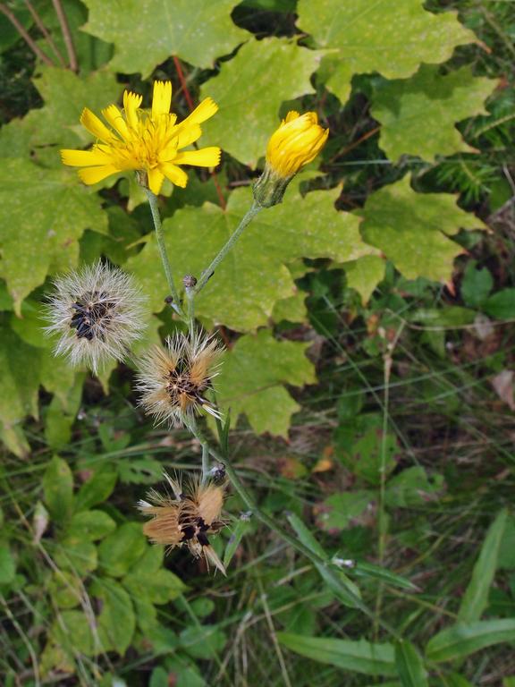 Narrowleaf Hawkweed (Hieracium umbellatum) in August on Sugarloaf Mountain in western New Hampshire