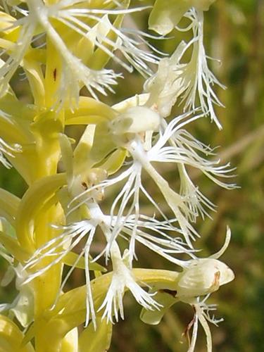 Ragged Fringed Orchid (Platanthera lacera)