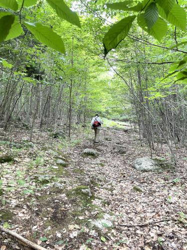 old woods road in August at Sulphur Hill in southwest NH