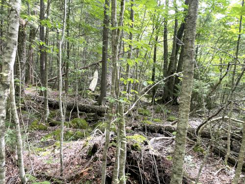 bushwhacking woods in August at Sulphur Hill in southwest NH