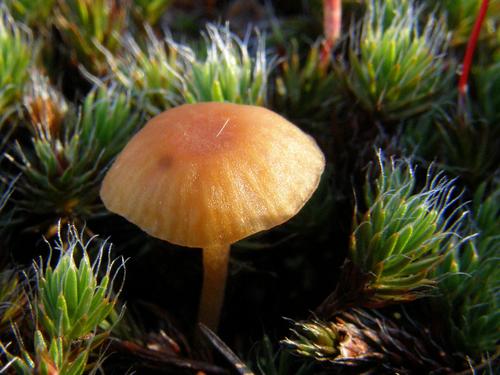 Hygrocybe laeta