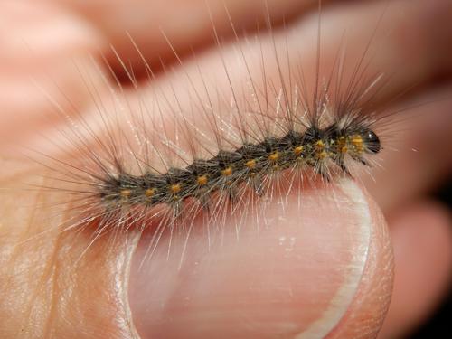 Webworm