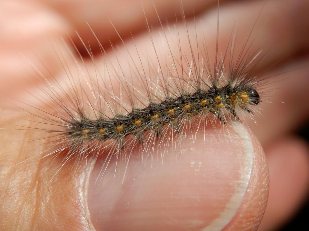 Fall Webworm (Hyphantria cunea) in July on the trail to Mount Sunapee in New Hampshire