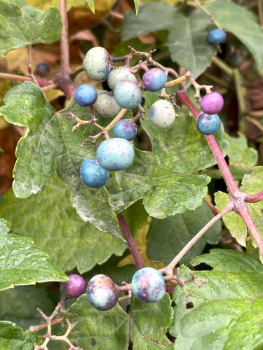 Porcelain Berry (Ampelopsis brevipedunculata) in October at Surrenden Farms in northeast MA