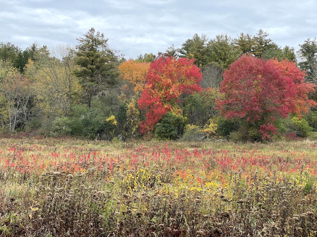 fall color in October at Surrenden Farms in northeast MA